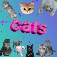 Cat Love Gifs Get The Best Gif On Giphy