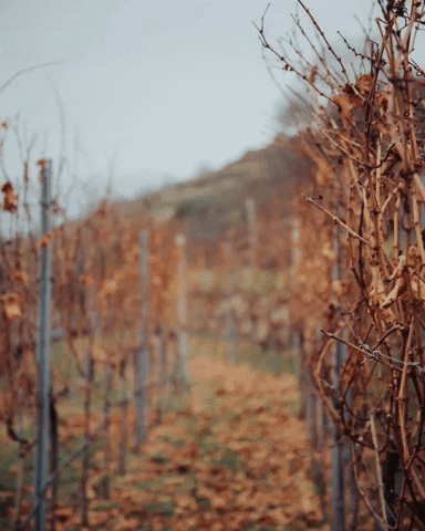 Wine Vino GIF by Weingut Gattinger
