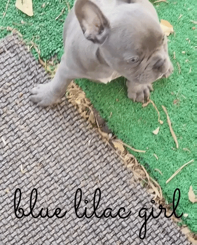 Frenchie GIF