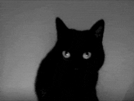 black cat GIF