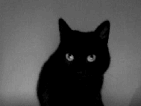 Would you a adopt black cat or too scary
