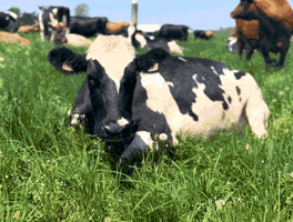 Cow GIF by Organic Valley