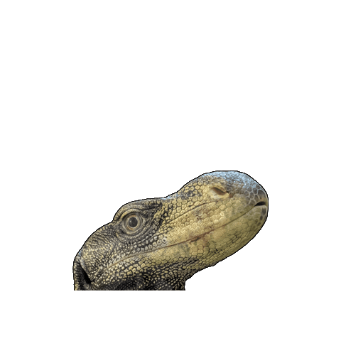 Animated Sticker