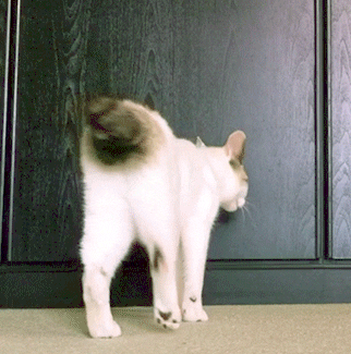 Video gif. Cat walks over to a wall and then plops down to sit, and then lets his head fall on the ground to fall asleep.