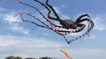 Octopus Kite GIF