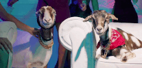 Promo Goat GIF