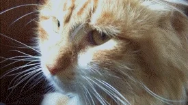 Disgusted Cat GIF