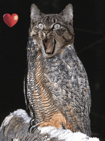 Catowl1121 GIF