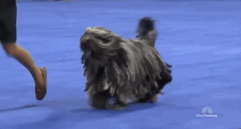 national dog show 2018