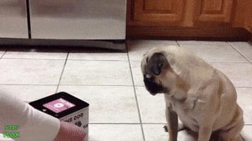 pug GIF