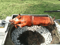 images Roast Pork Gif animated gif find share on giphy