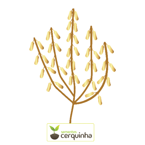 Sementes Cerquinha Sticker