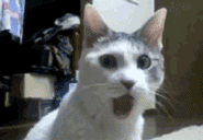  cat excited shocked surprised jaw drop GIF