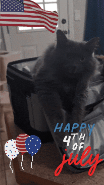 Independence Day Cute Cat GIF