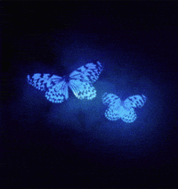 butterfly moving gif