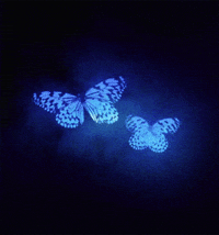 Blue-butterfly GIFs - Get the best GIF on GIPHY
