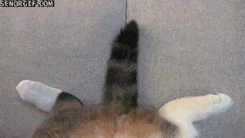 cats partying GIF