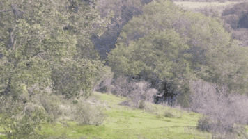 Wolf Running GIF by Oakland Zoo
