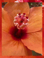 Beauty Blooming GIF by Tricia  Grace