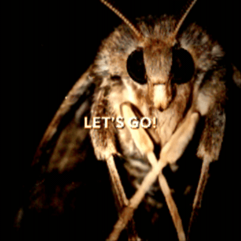 Moth Souly GIF by CUPRA_DE