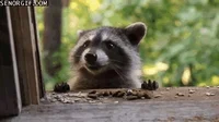 cute raccoon gif