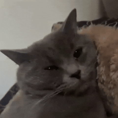 Sleepy Cat GIF
