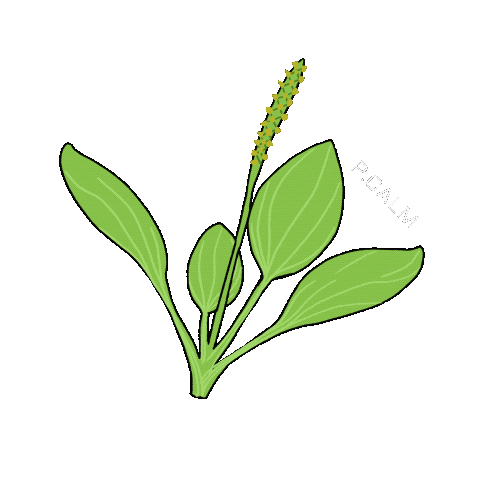 Skincare Plant Sticker by alohaelita