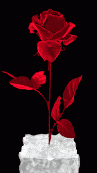 beautiful animated pictures of roses