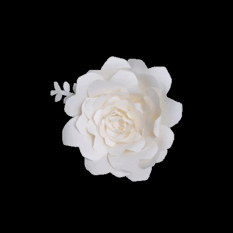 Studiocooliejoelie GIF