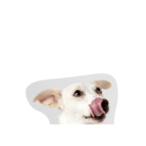 Dog Sticker