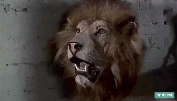 200.gif?cid=fc005b08fb4d59fab2df10be41f9d9854f54b584c8b4a869&rid=200.gif&ct=g