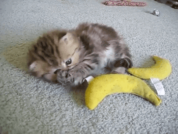 giphy.gif