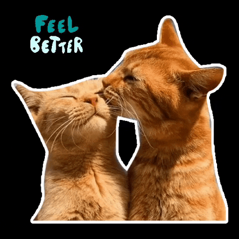 Cats GIF by petnannypr