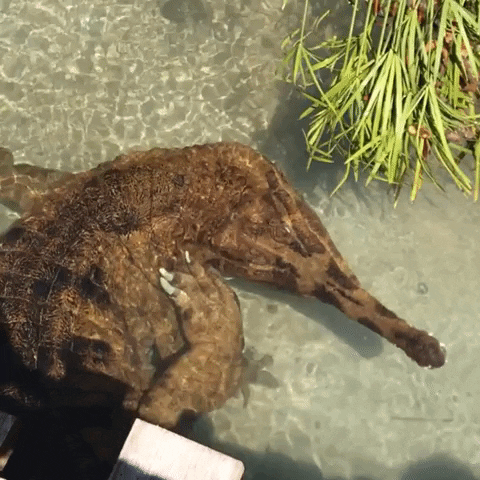 Scratching Los Angeles Zoo GIF by Los Angeles Zoo and Botanical Gardens