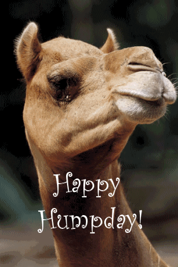 Photo gif. A photo of a camel is edited to make it look like it's twitching its ears, nose and mouth. Curly white text reads, "Happy Humpday!"