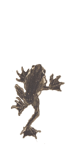 Frog Climbing Sticker by GallicaBnF