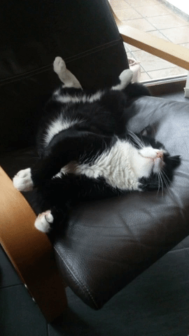 Likeabozz542134 GIF by Prodip_Europe