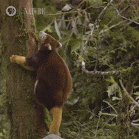 Pbs Nature Climbing GIF by Nature on PBS