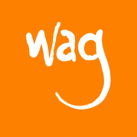 Grooming Dog Wag GIF by Wag Hotels