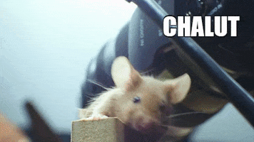 Bonjour Souris GIF by CANAL+