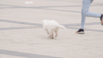 Dog Running GIF by OfficialSadeem