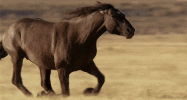Selaria Vertentes GIF