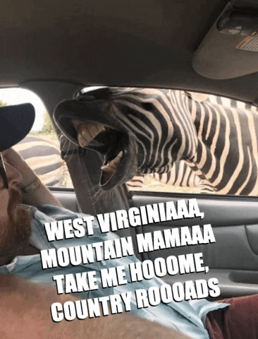 jonnys_world john denver john denver zebra west virginia mountain mama GIF