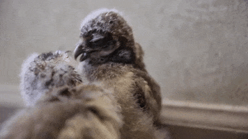 zooknoxville kiss owl peck burrowing owl GIF