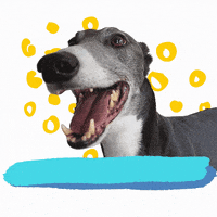 Rescue Dog GIF by Greyhound Rescue
