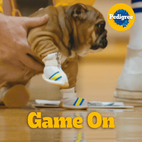 Dog Food GIF by PEDIGREE US