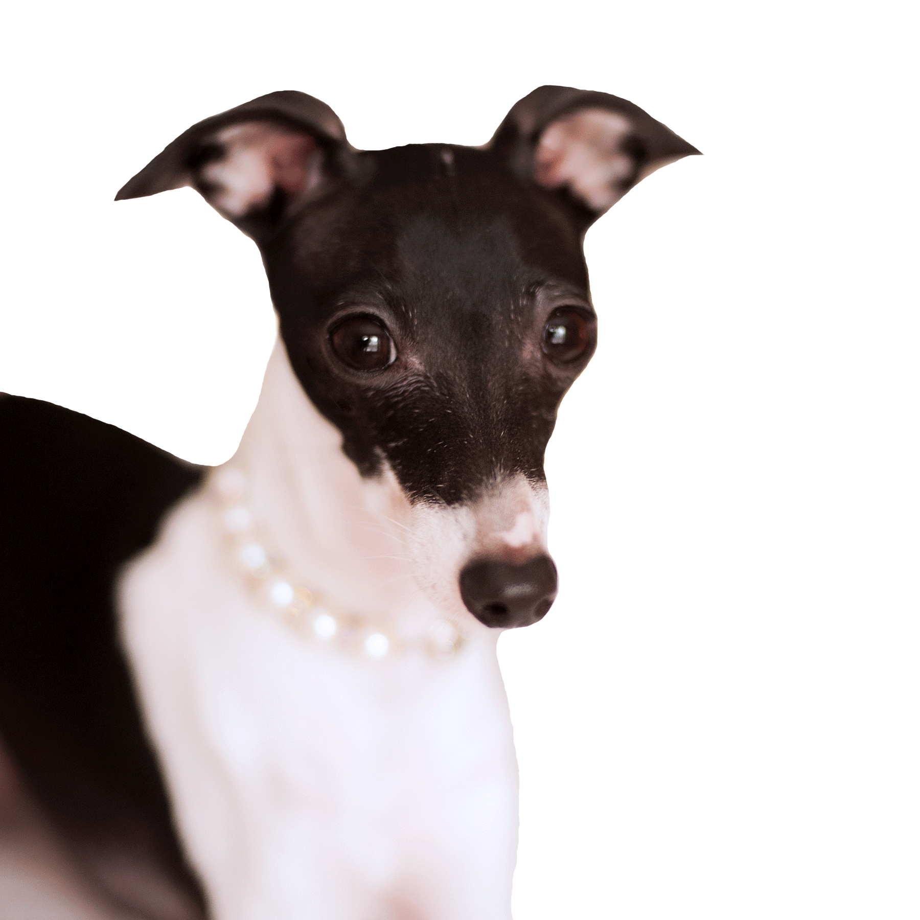 Italian Greyhound Dog Sticker by normanandpiper for iOS & Android GIPHY
