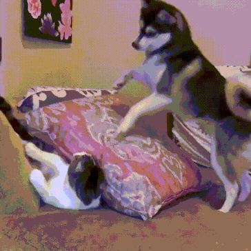 dog play GIF