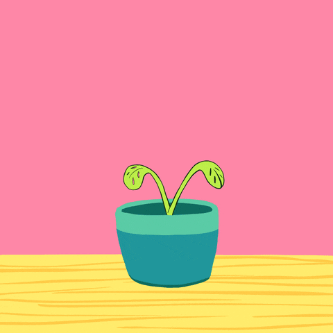 Money Plant GIF by INTO ACTION