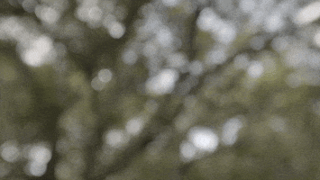 Travel Belize GIF